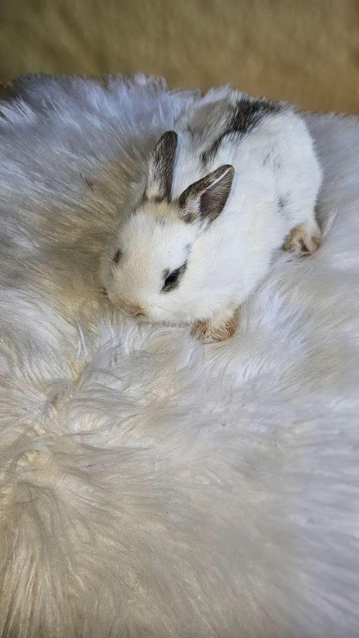 Mini coelho pra venda machos  - Foto 2