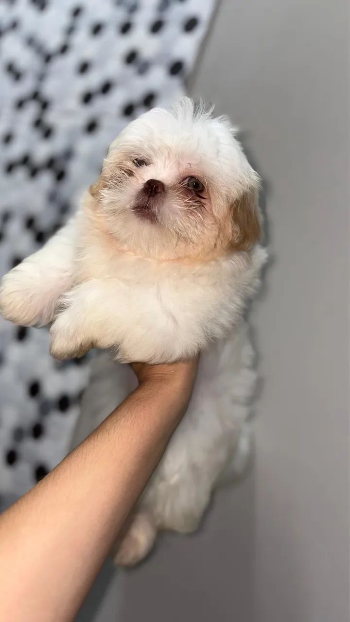 Cachorro  - Foto 4