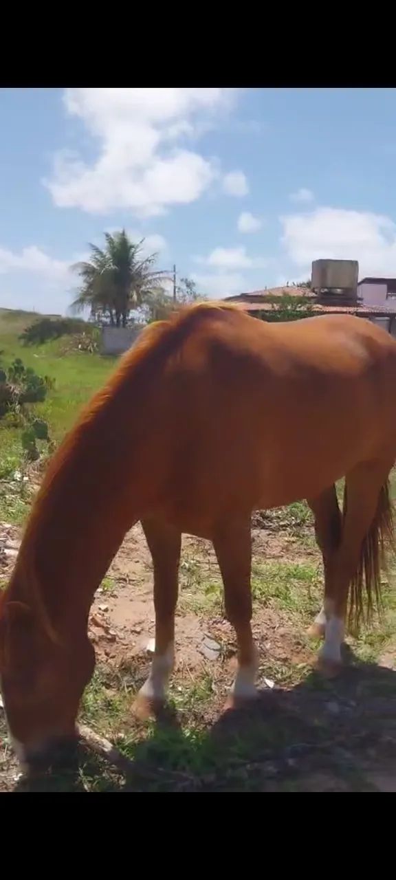Cavalo - Foto 2