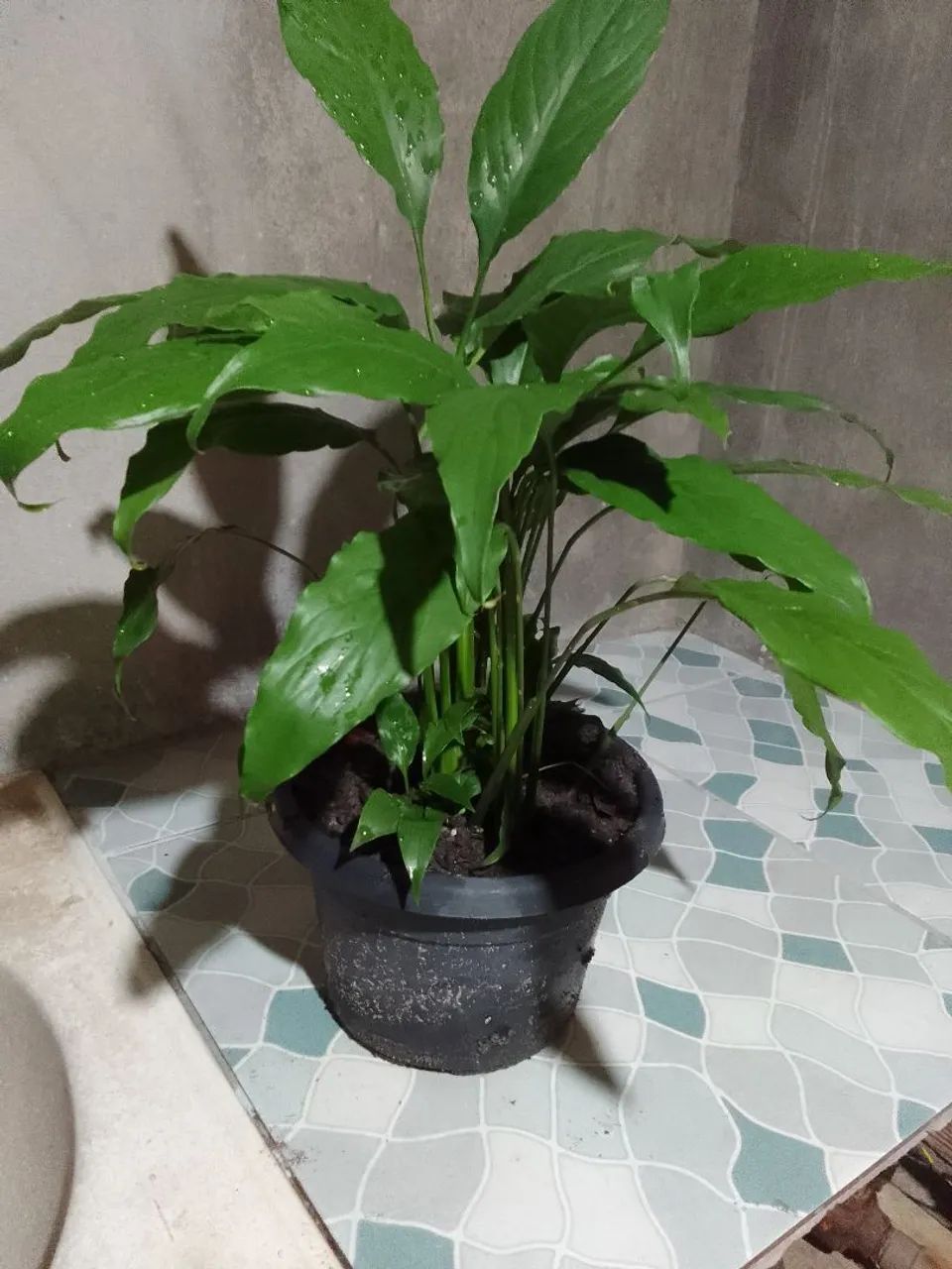 Plantas - Foto 4