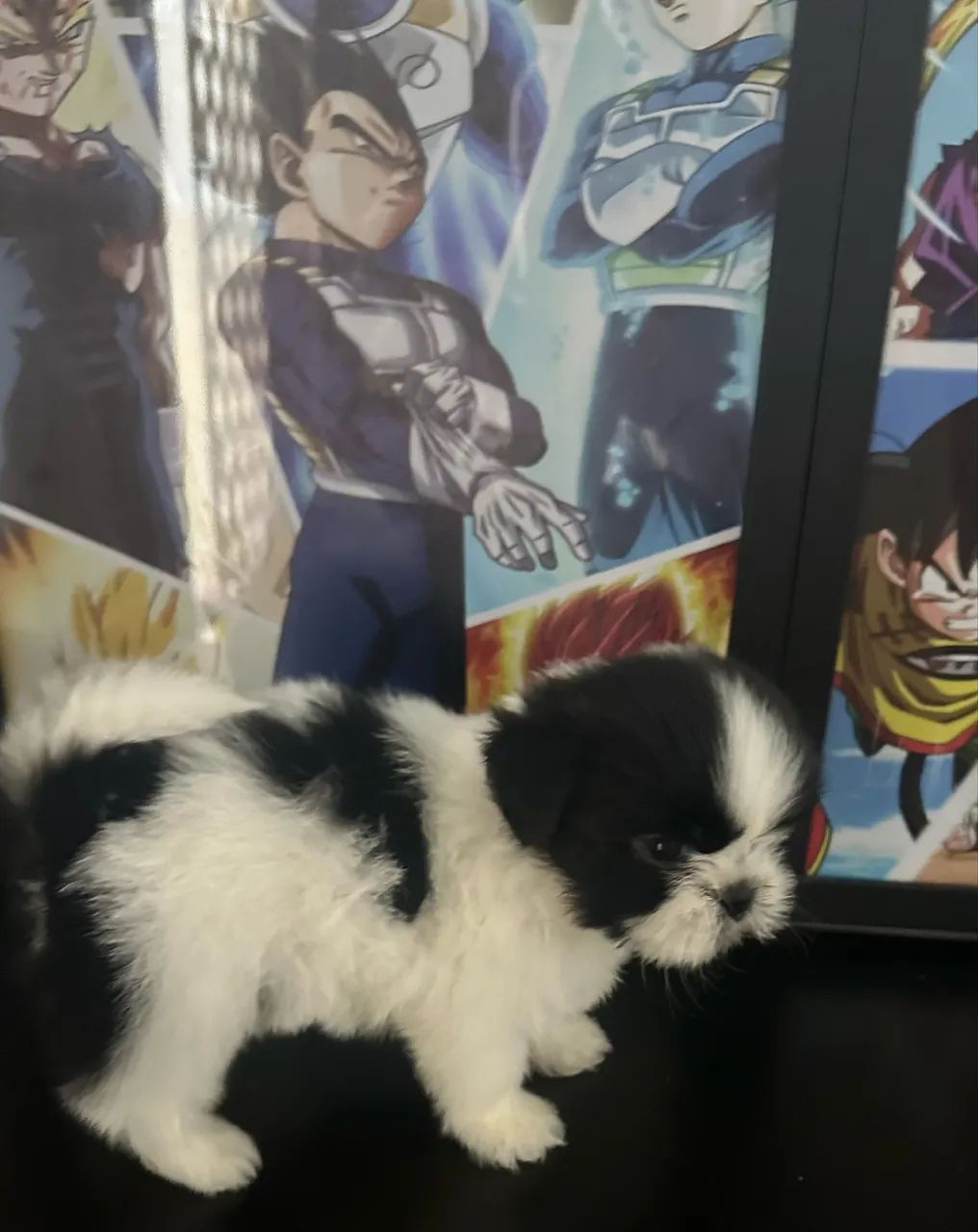 Shihtzu mini - Foto 4