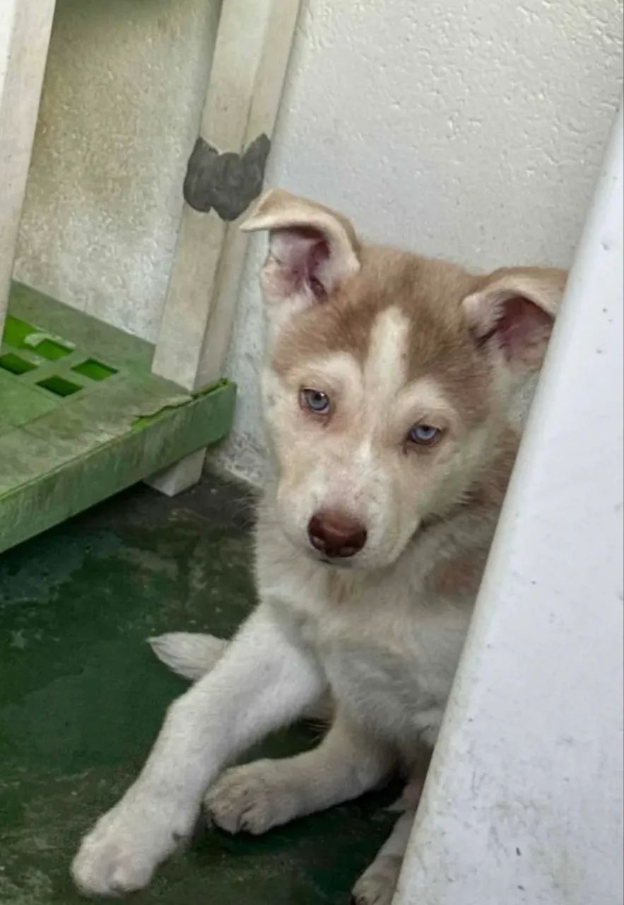 husky siberiano  - Foto 2