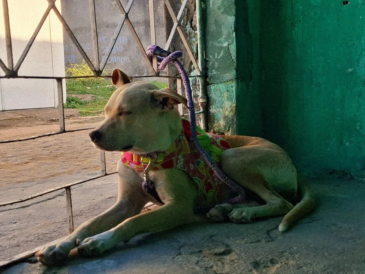 Doação de cachorrinha - Foto 2