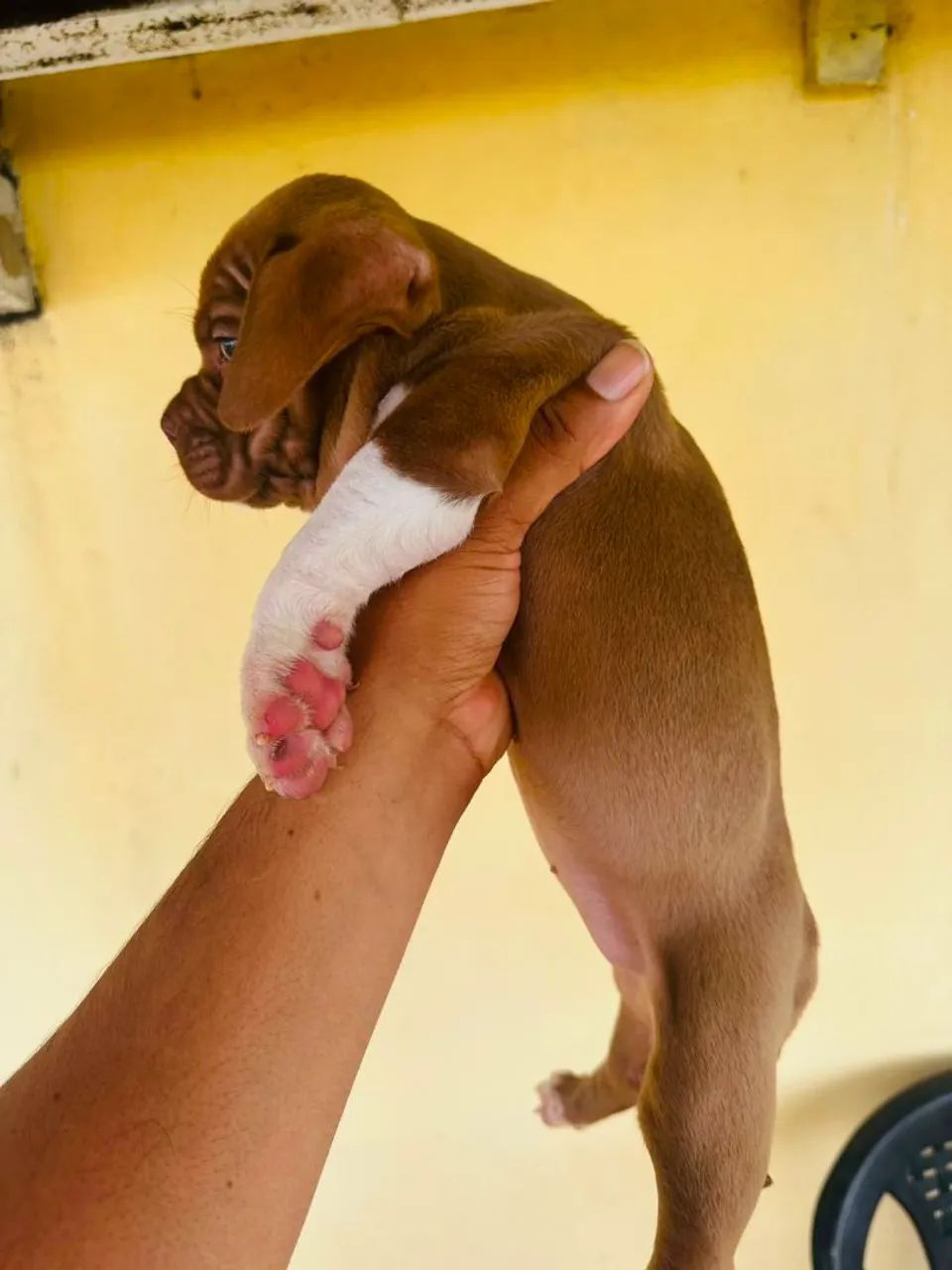 AMERICAN BULLY  - Foto 5