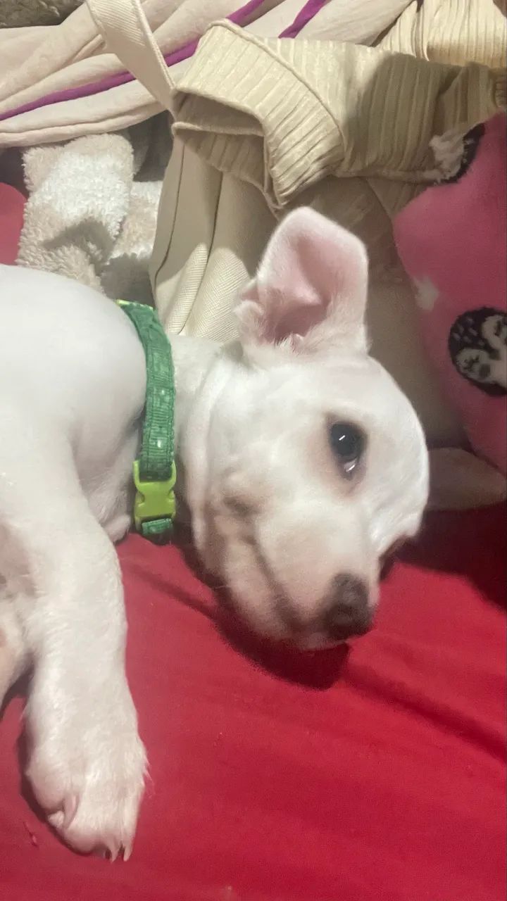 Pinscher 01 branco ele é raro - Foto 5