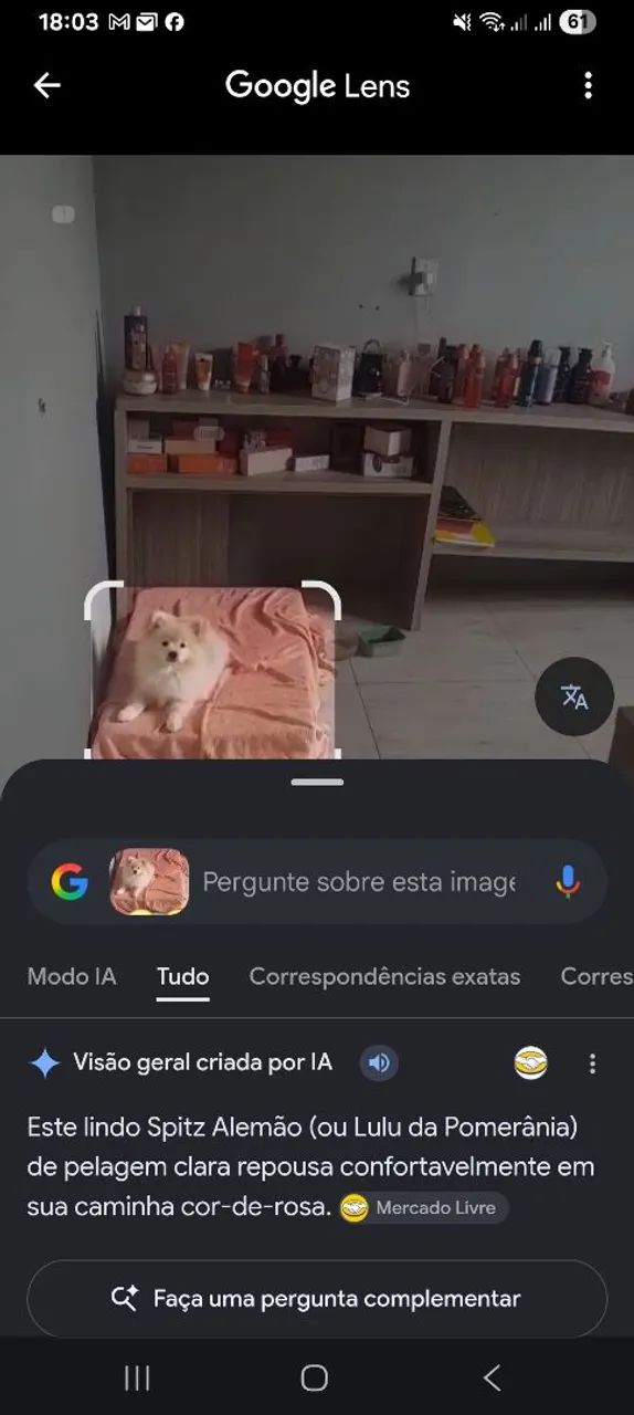 Spitz alemão 