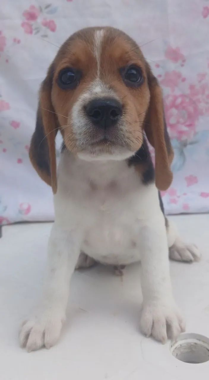 Fillhotes de Beagle - Foto 5