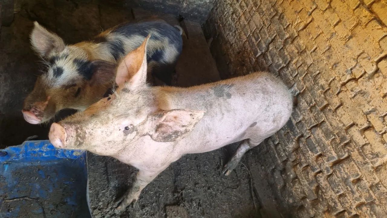 4 cabecas Porcas de primeira cria  - Foto 2