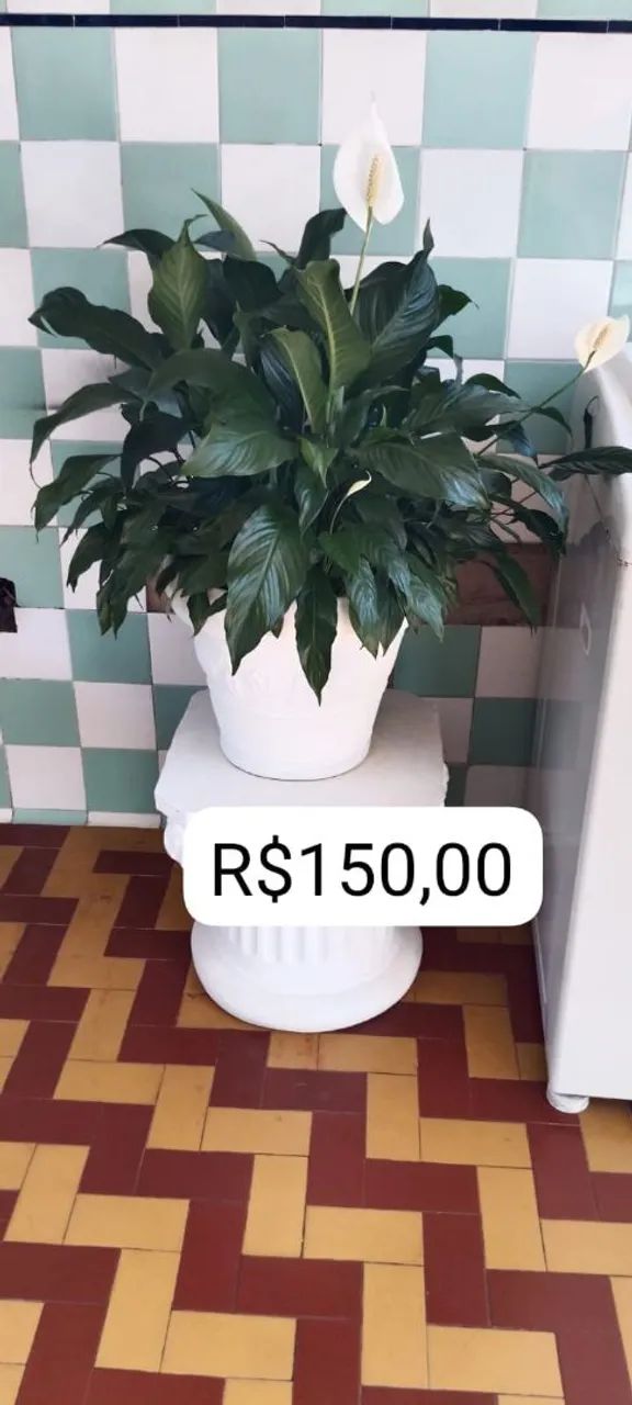 Plantas ? - Foto 3