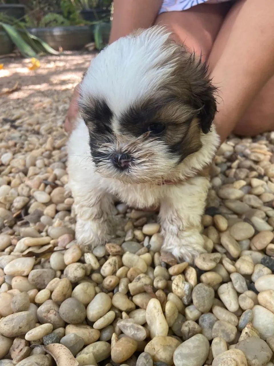 Cachorro  - Foto 3
