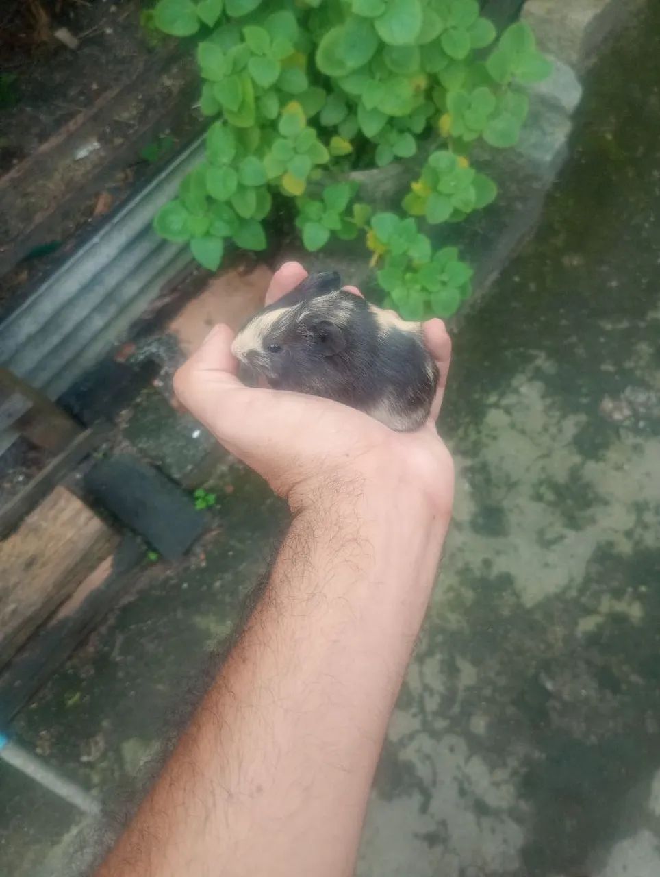 Porquinhos da índia filhotes machos  - Foto 2