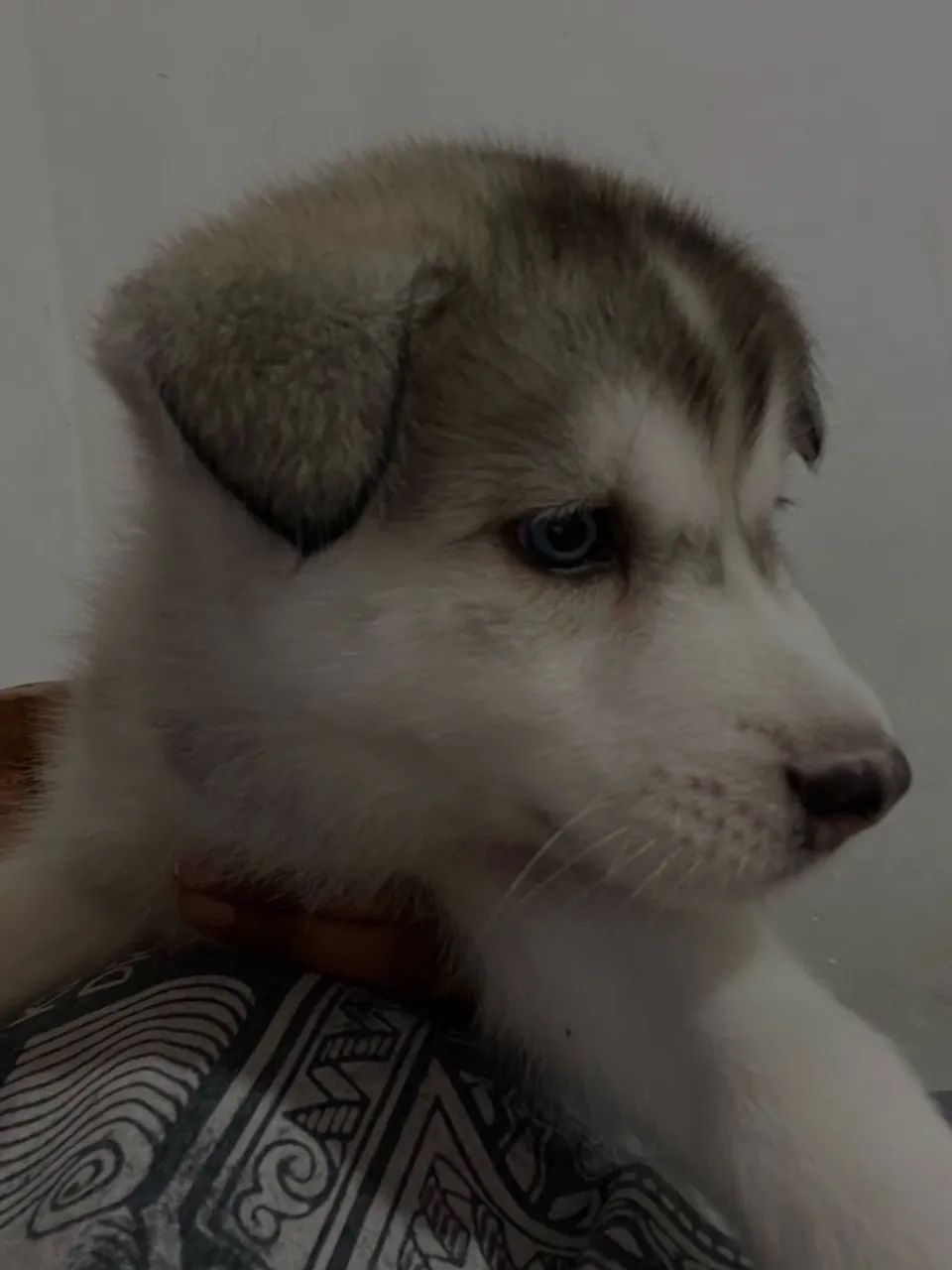 Husky - Foto 4