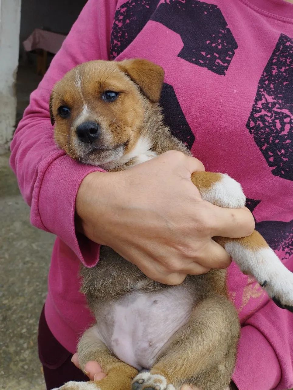 Doação de cachorro - Foto 3