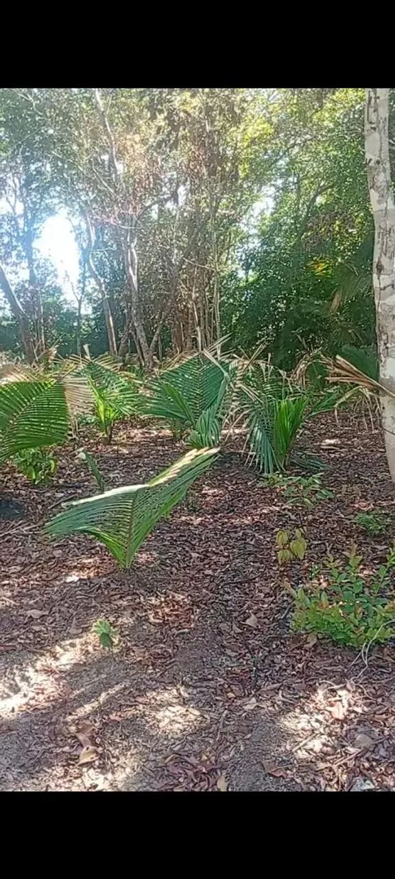 Vendo terreno próximo a praia de pindobal  - Foto 4