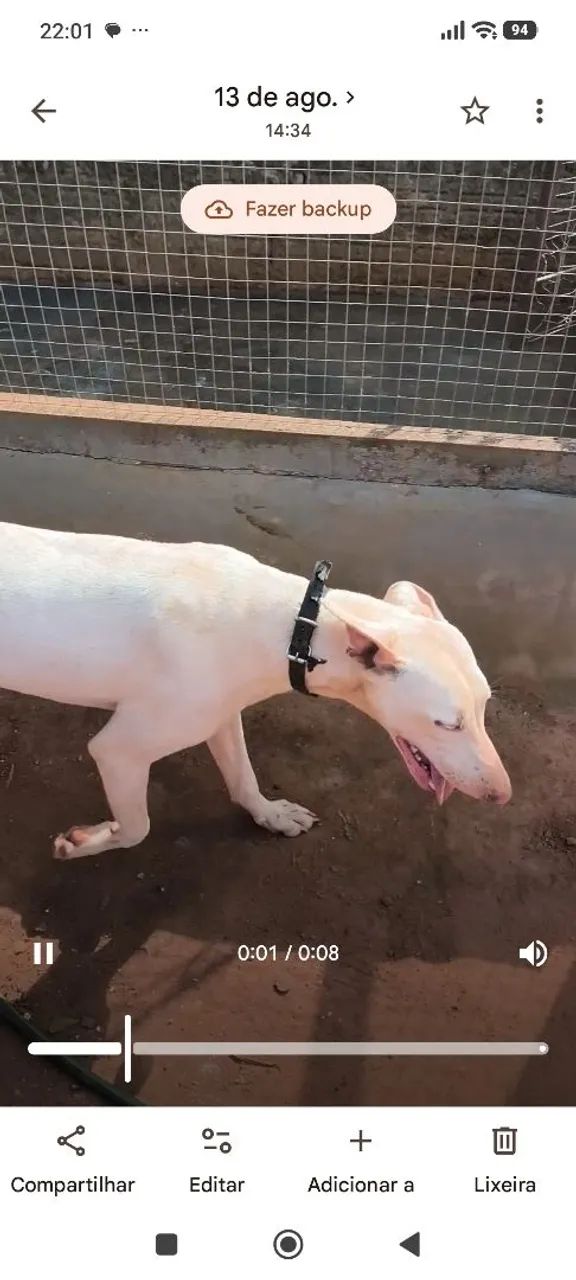 Venda de cachorra - Foto 5