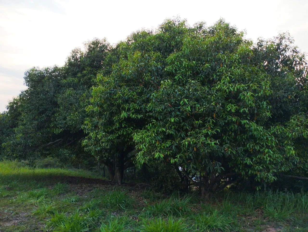 Vendo metade do lote - Foto 3
