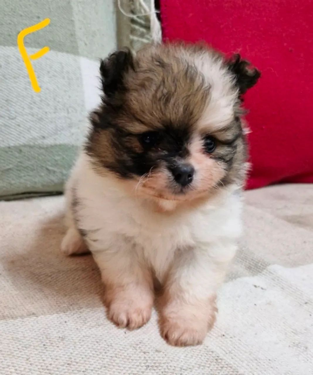 Spitz Miniatura 
