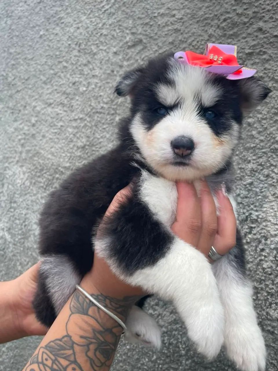 Husky siberiano  - Foto 2