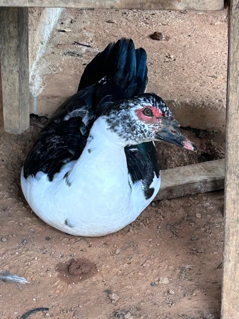Patos - Foto 5