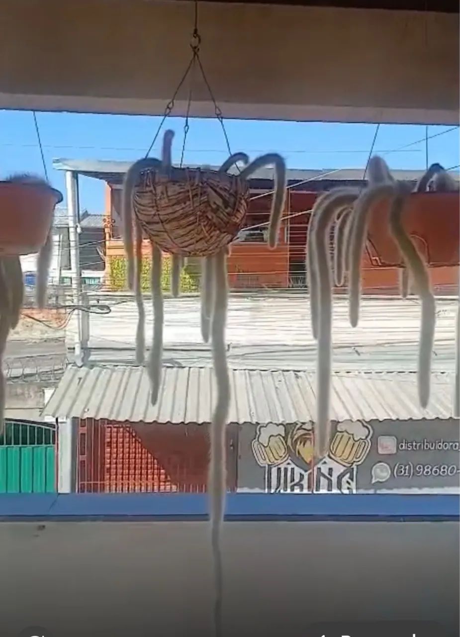 Planta rabo de macaco  - Foto 5