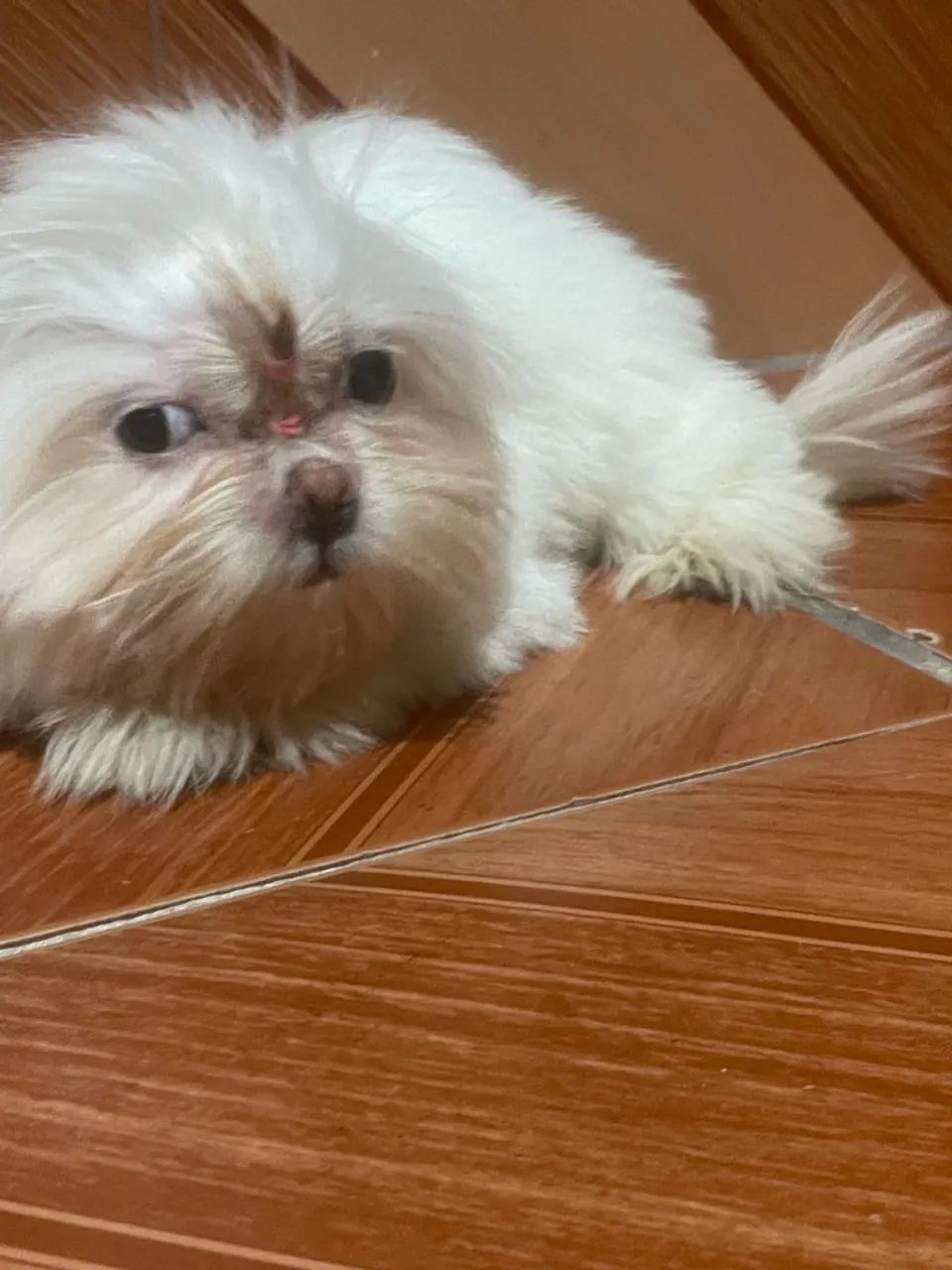 vende-se cachorro shihtzu 