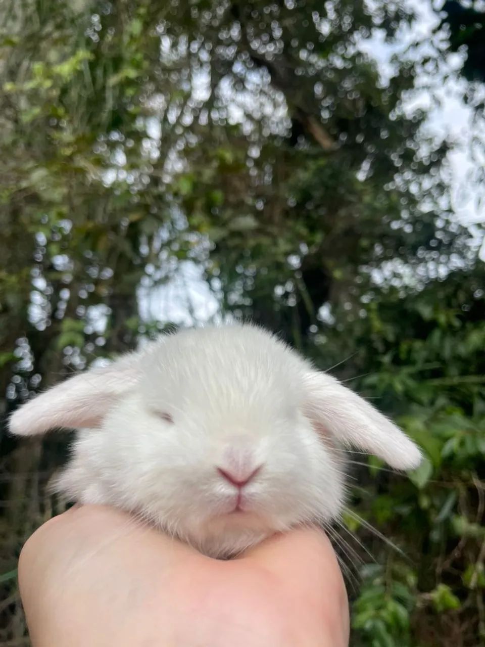 Mini coelhos e coelho anão  - Foto 6