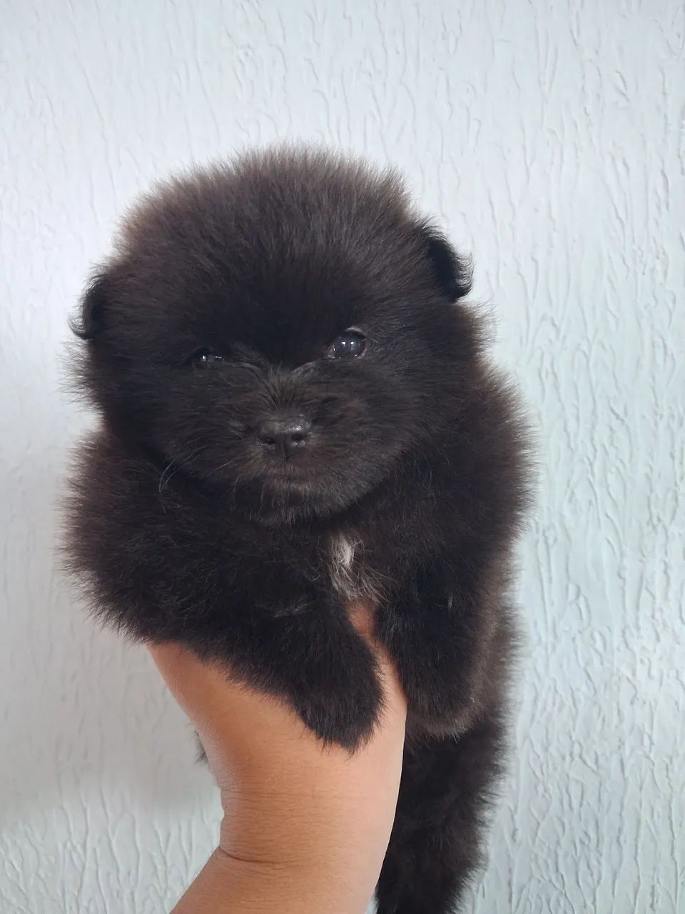 Spitz alemão  - Foto 4