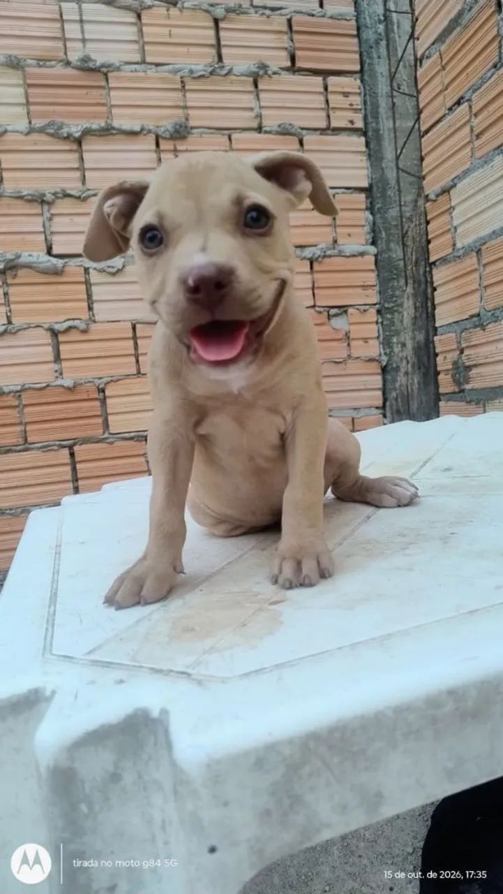 Filhotes de Pitbull puro