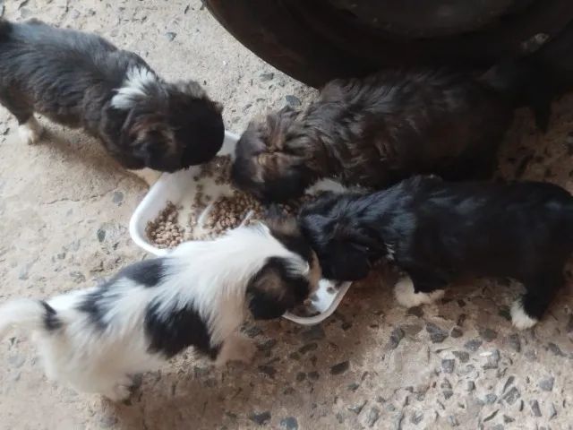 Vendo filhotes de shitzu  - Foto 3