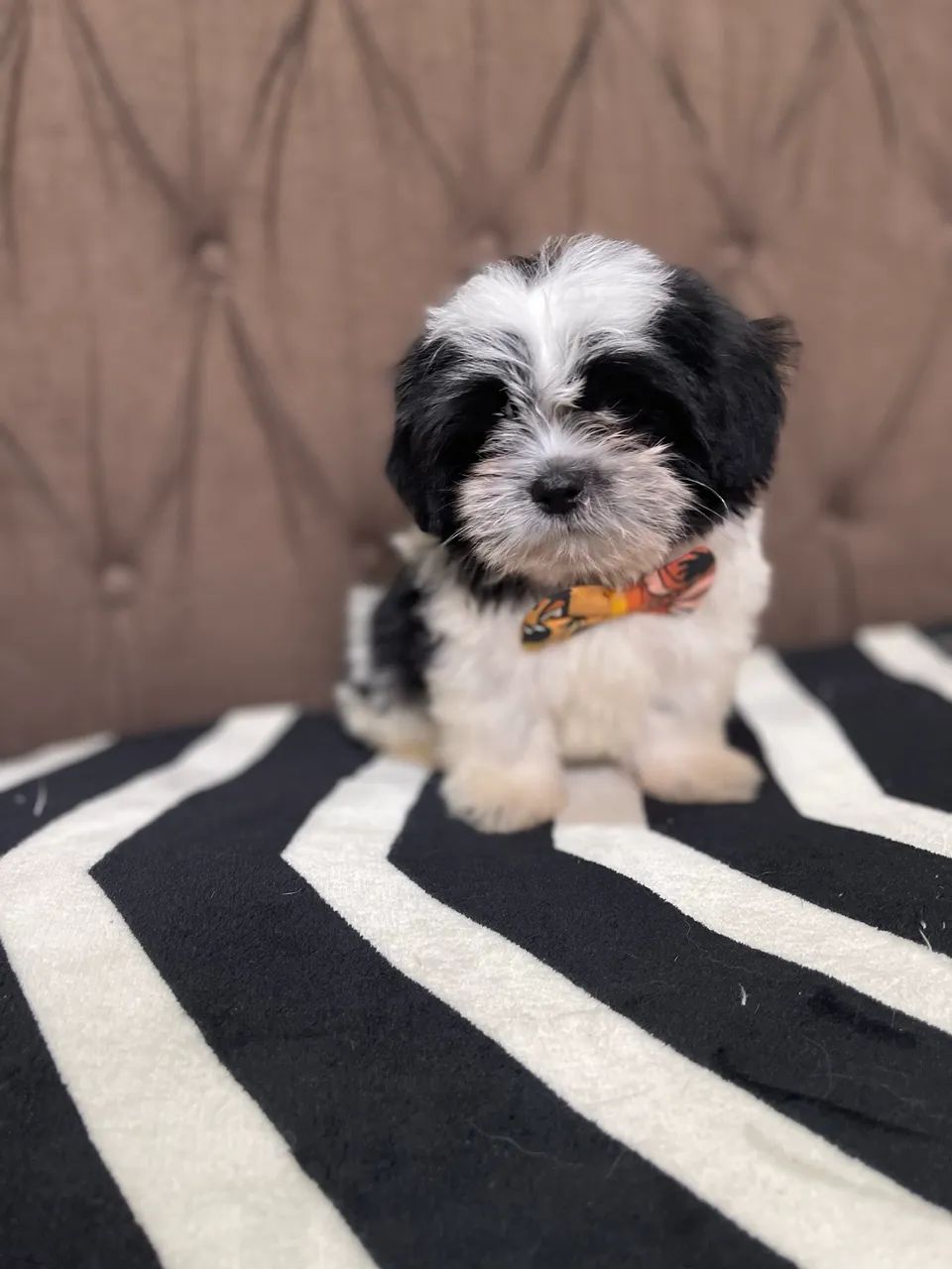 Shihtzu macho - Foto 4