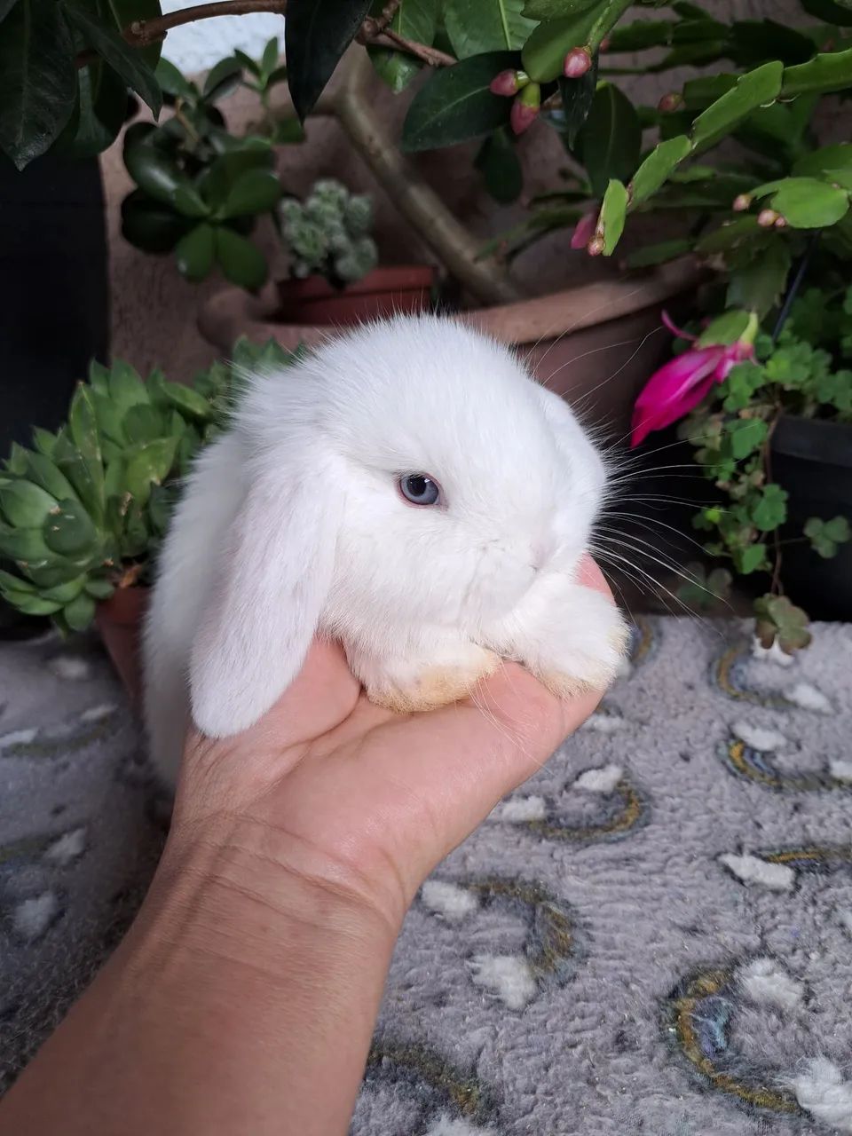 Mini coelhos disponíveis valor promocional  - Foto 6