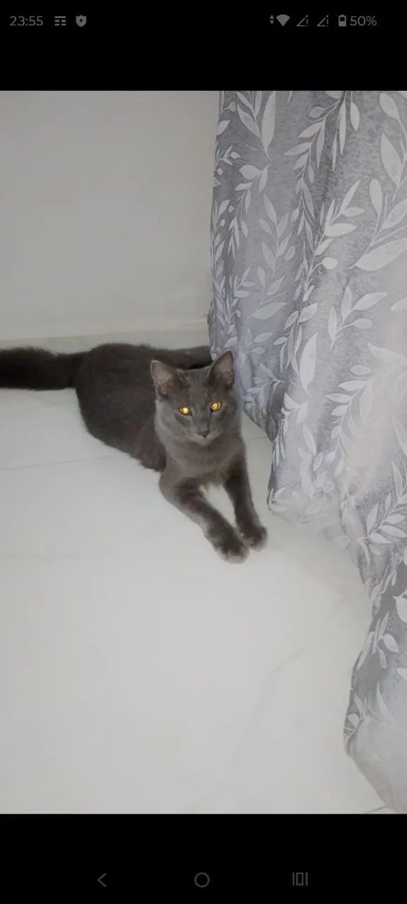 Gato cinza - Foto 2