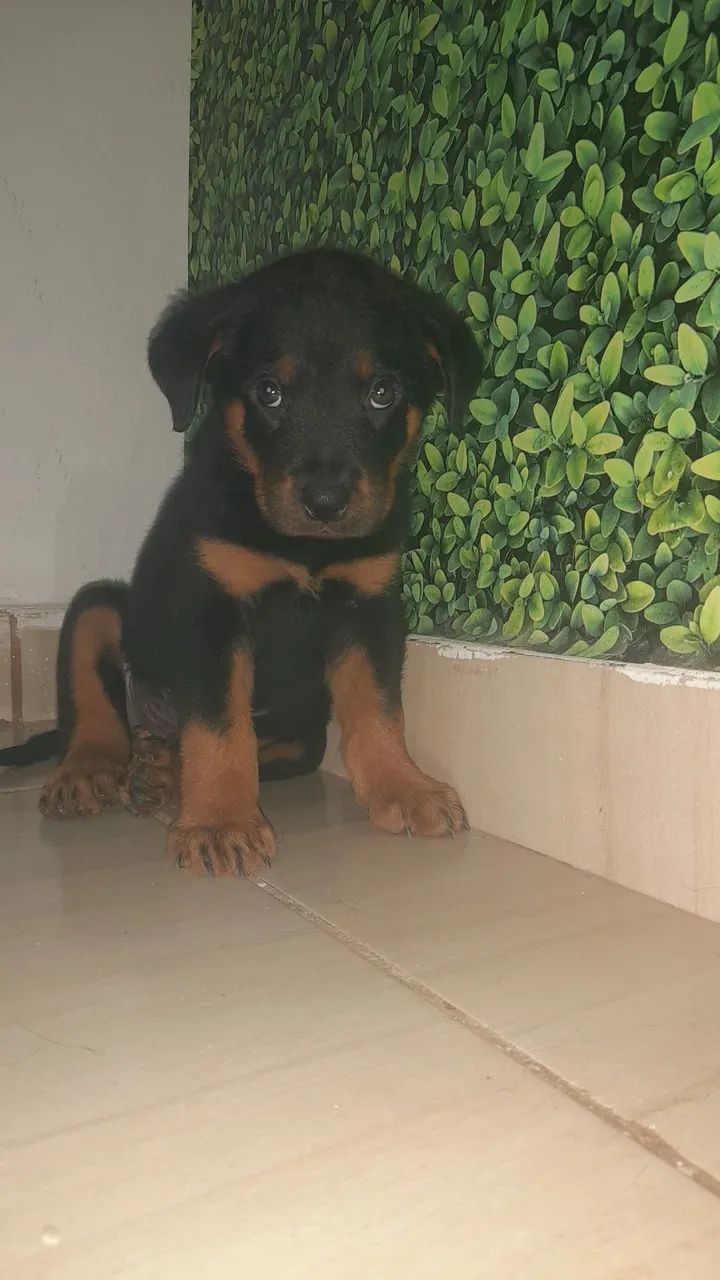 Cachorro  - Foto 2