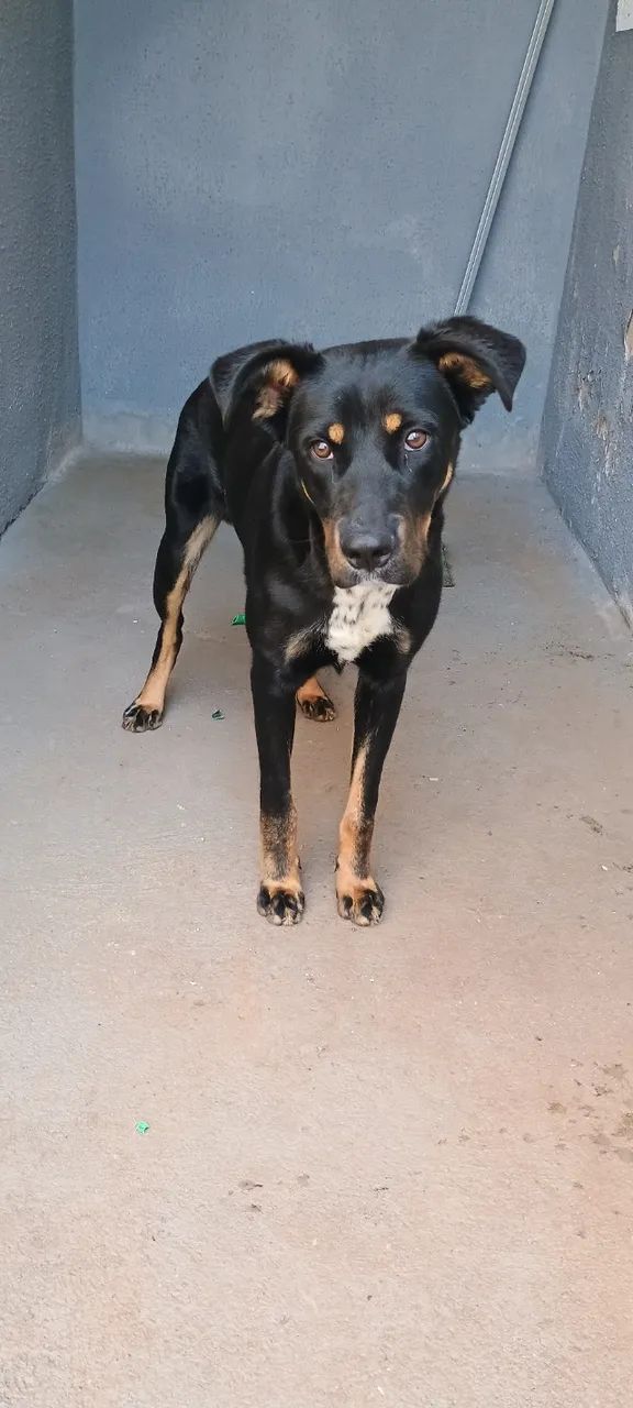 Cachorro  - Foto 2