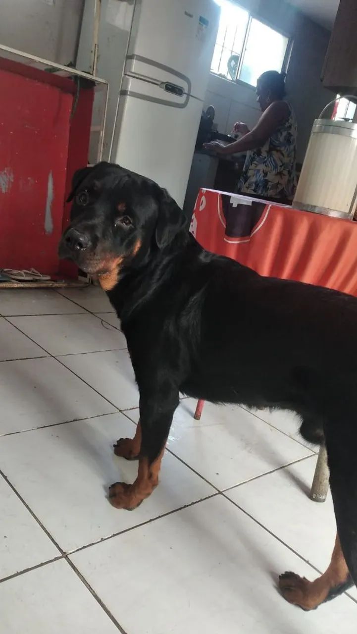 Cachorro 