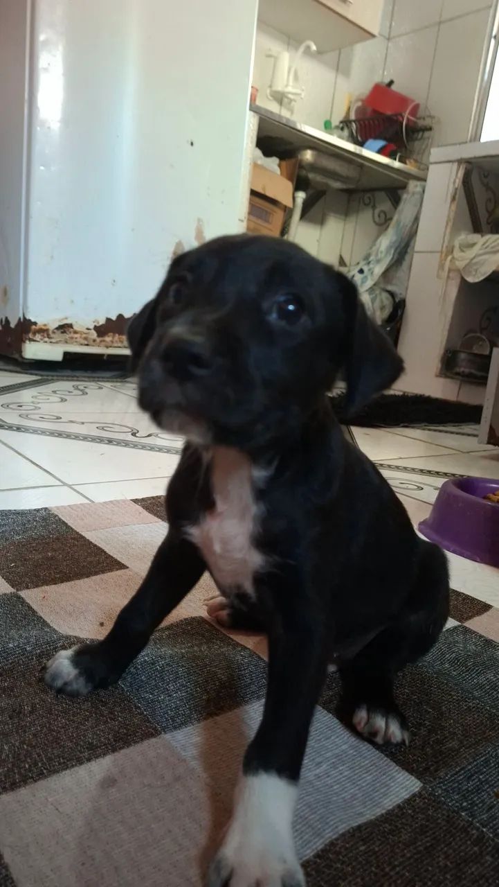 Doação de cachorro - Foto 3