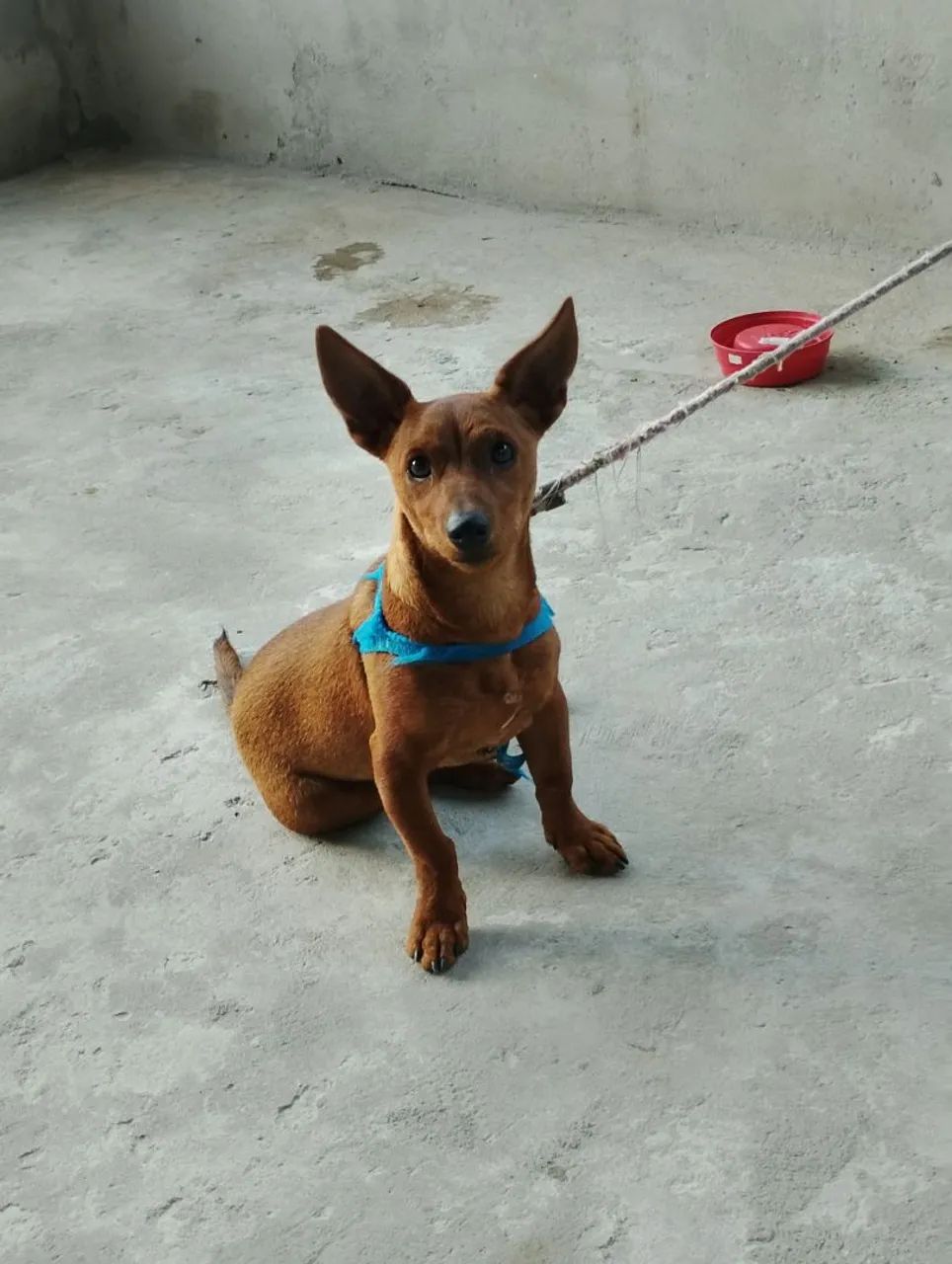 Pinscher R$100 - Foto 2