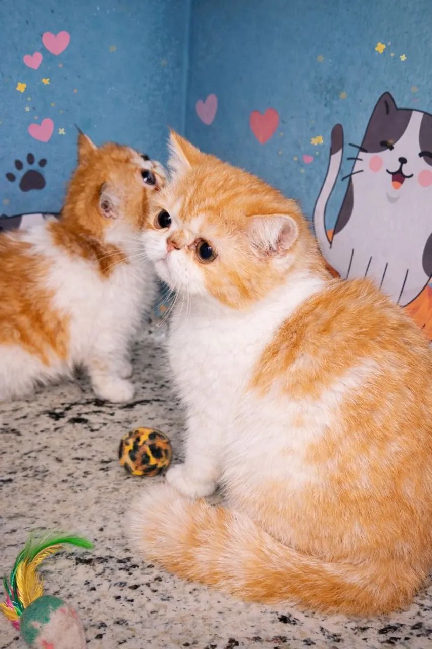 Gato Persa e Exótico  - Foto 5