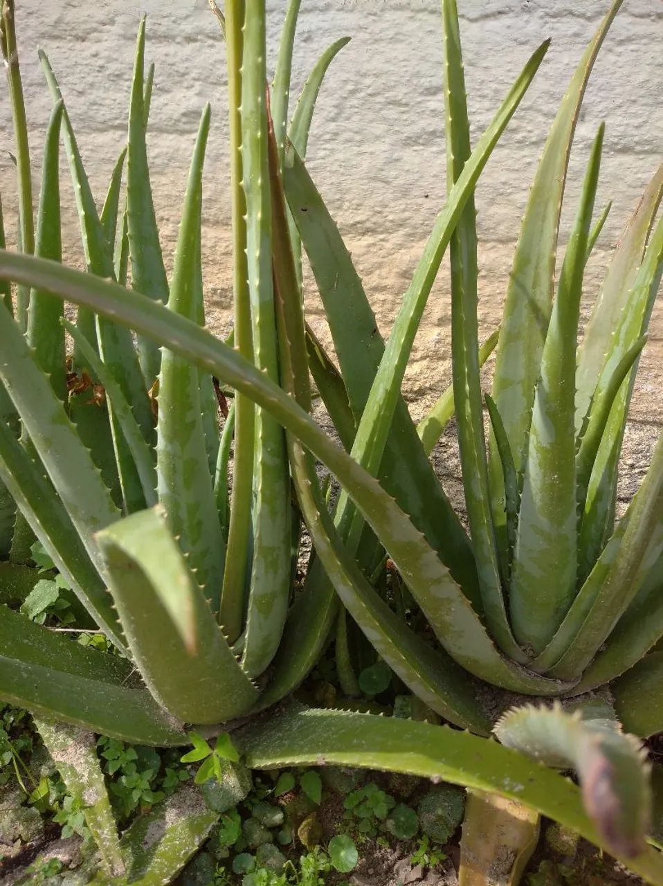 Babosa - Jardim e Decoração - Foto 2