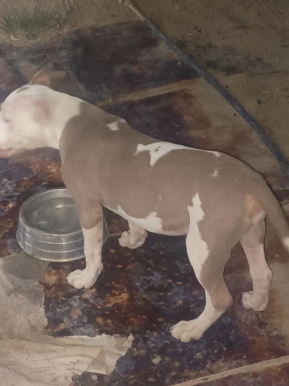Cachorro  - Foto 3