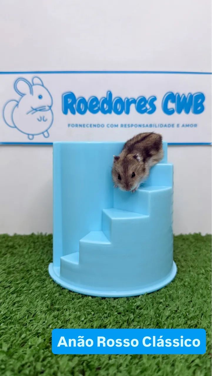 Hamster Anão russo e Sírio (Roedores CWB)  - Foto 4