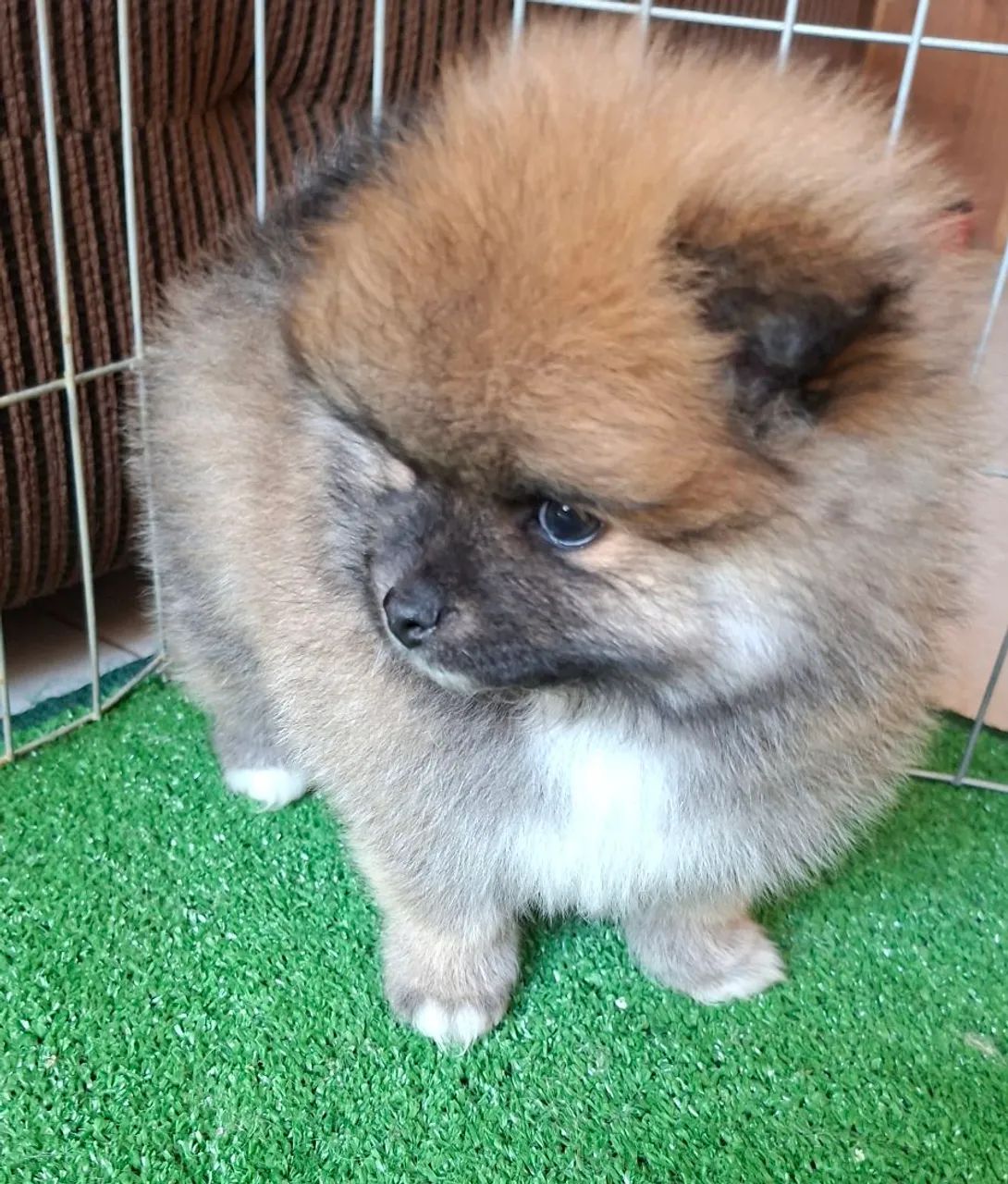 Cachorros e acessórios  - Foto 4