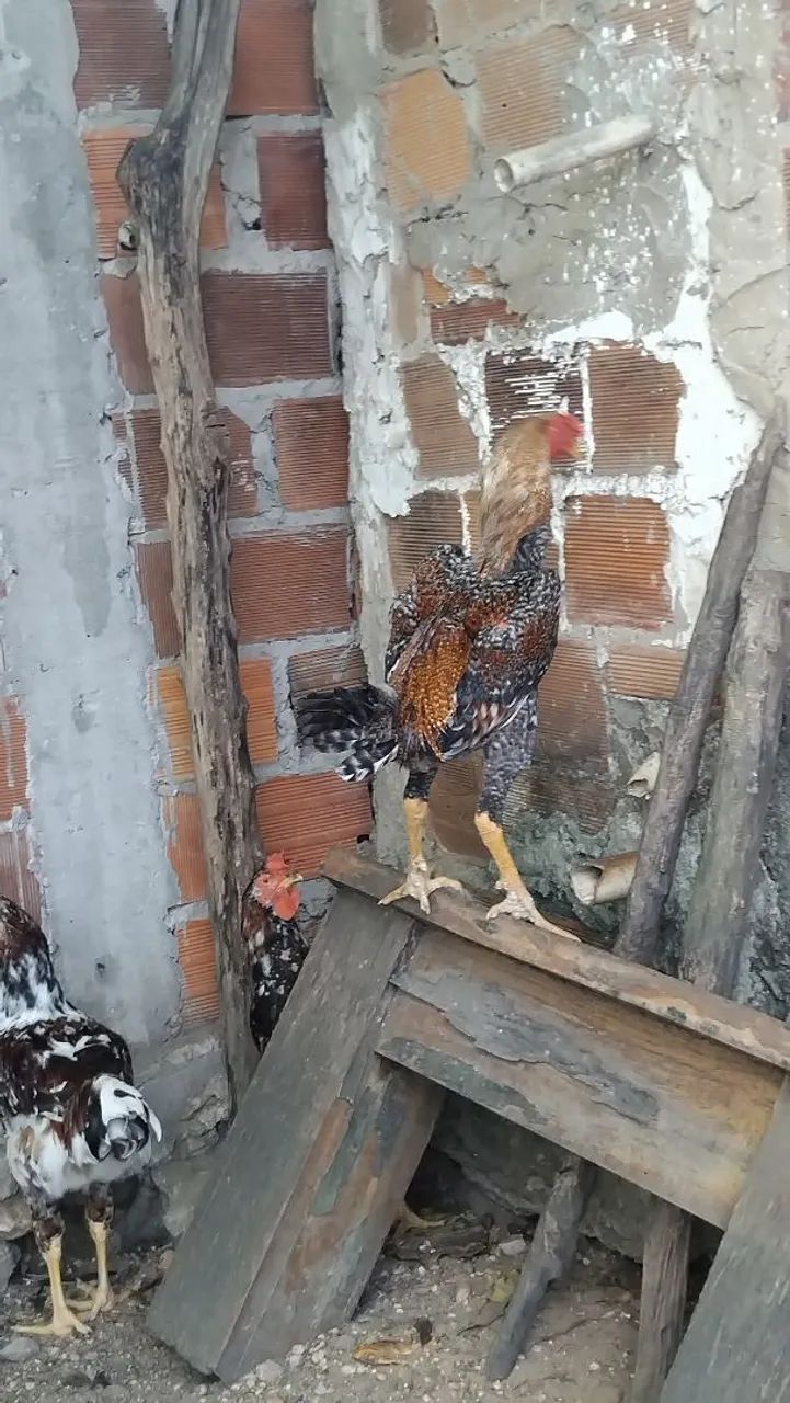 Vende-se um frango índio gigante - Foto 4