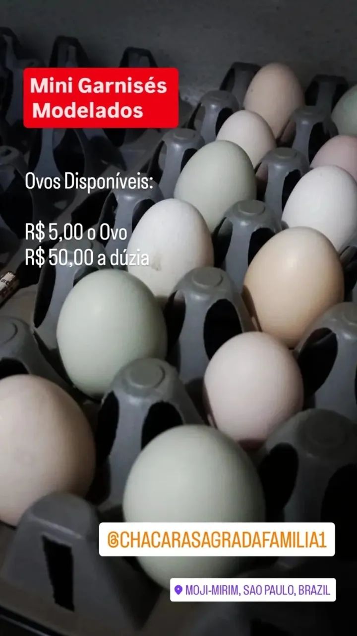 Galinha Mini Garnisé Modelado