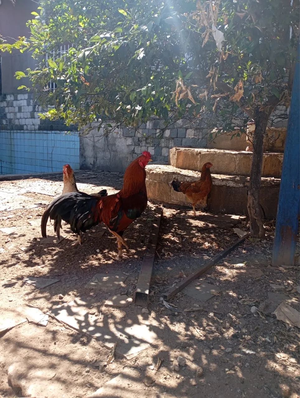 Galo índio  - Foto 2