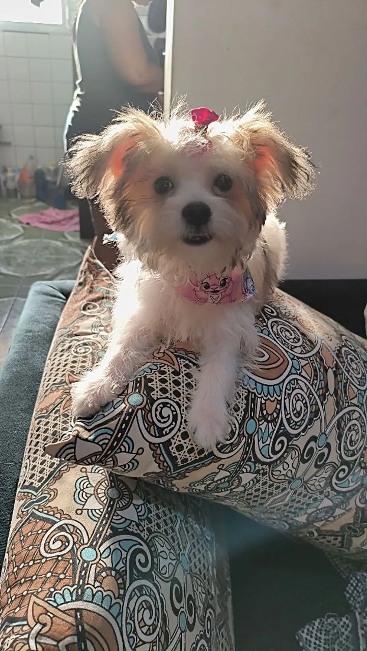 Lhasa
