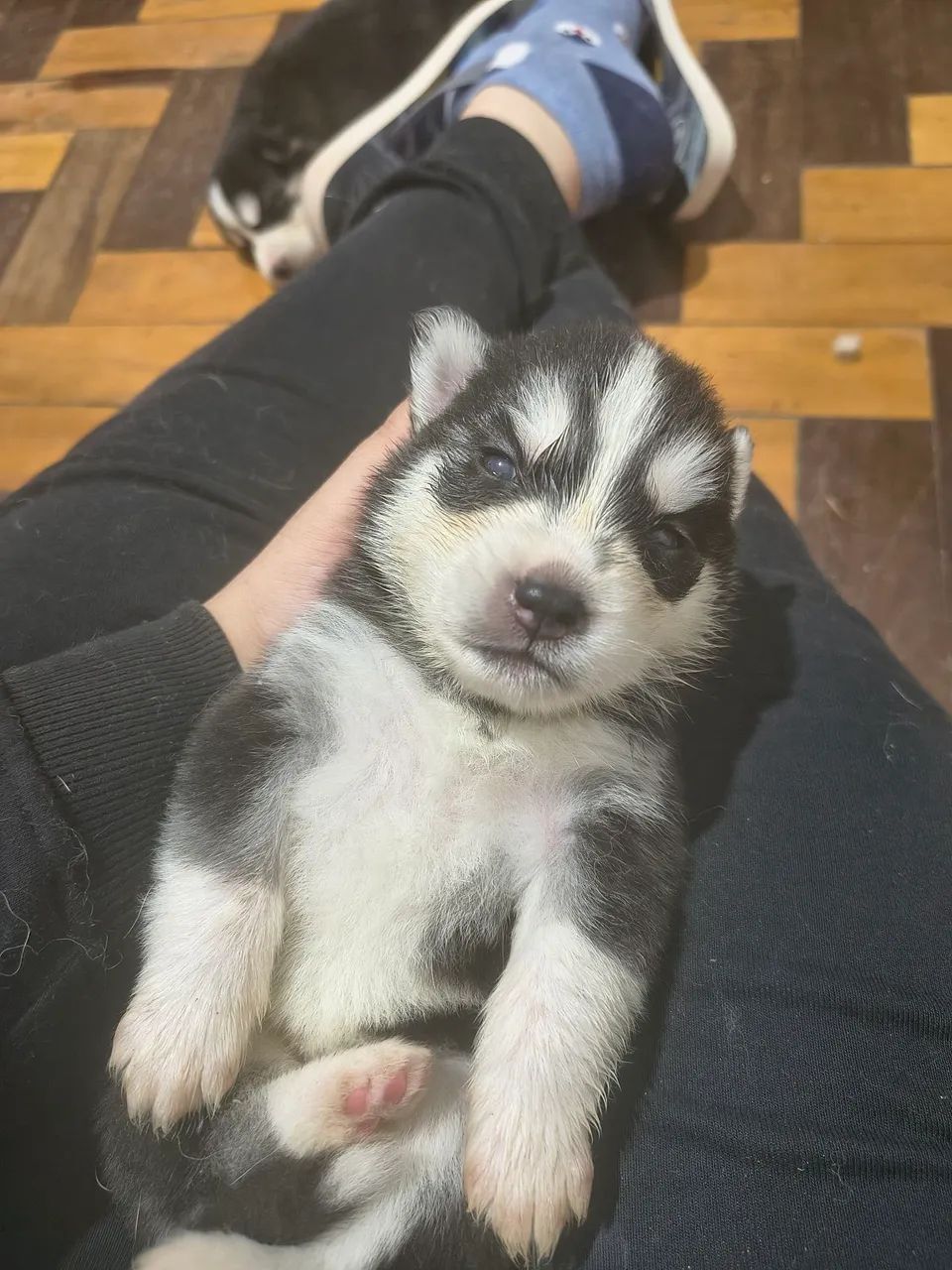Husky siberiano  - Foto 2