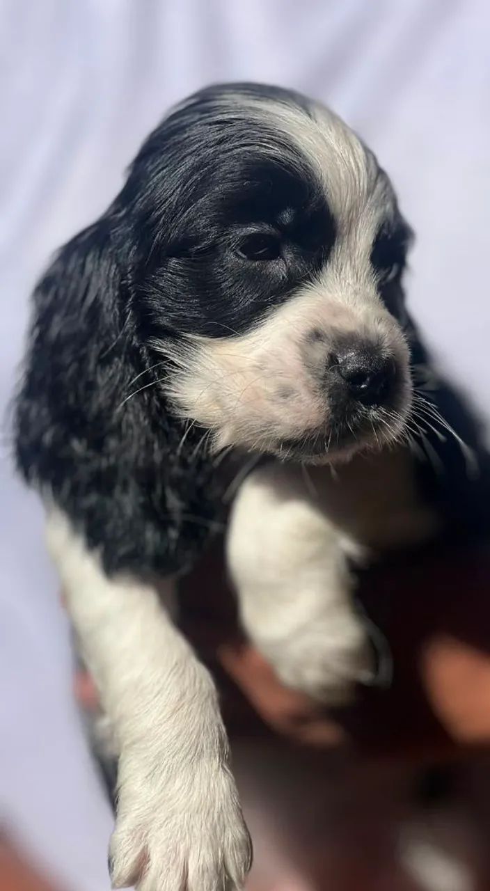 Cocker spaniel inglês 