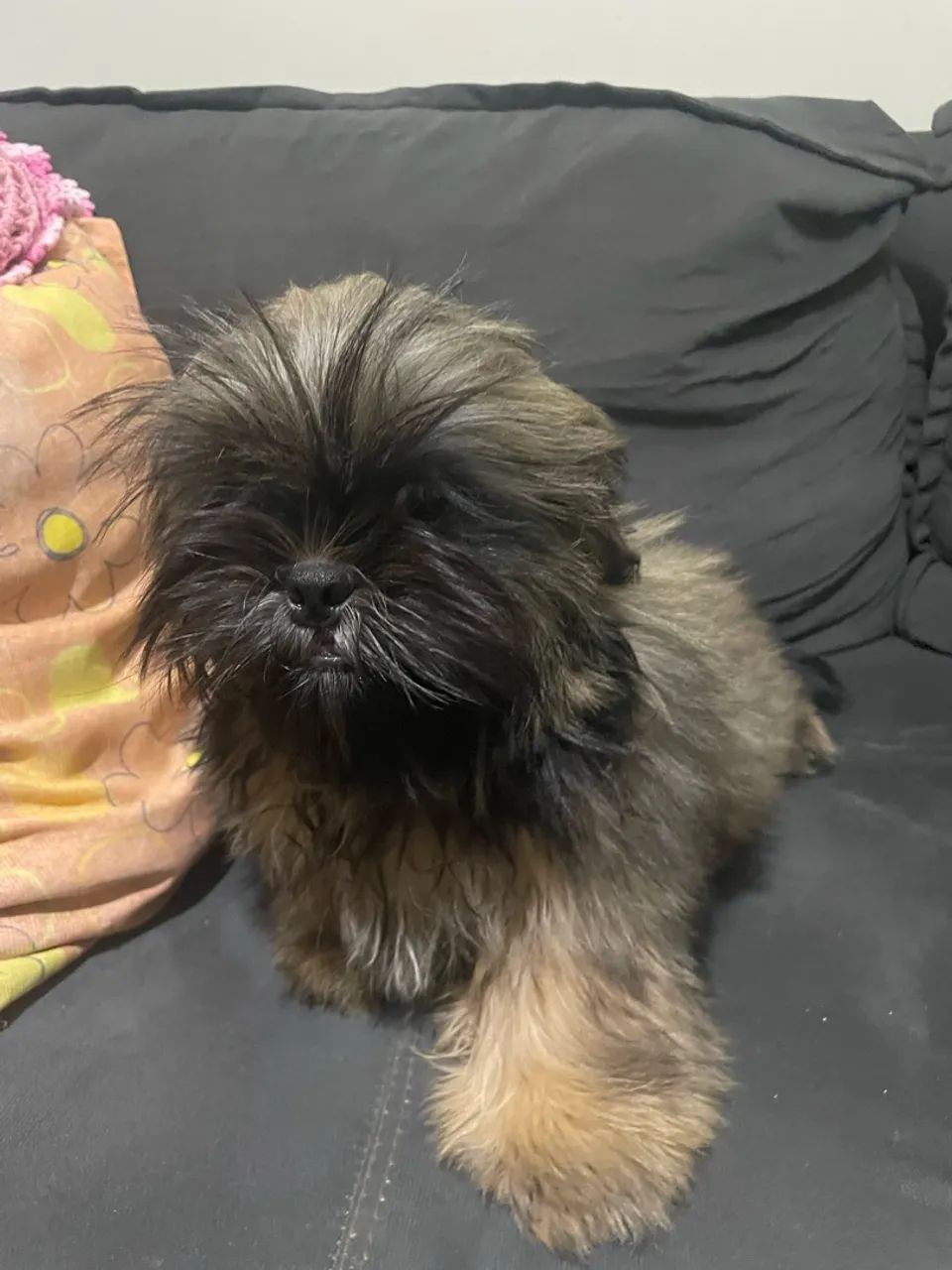 Filhote de Shihtzu  - Foto 3