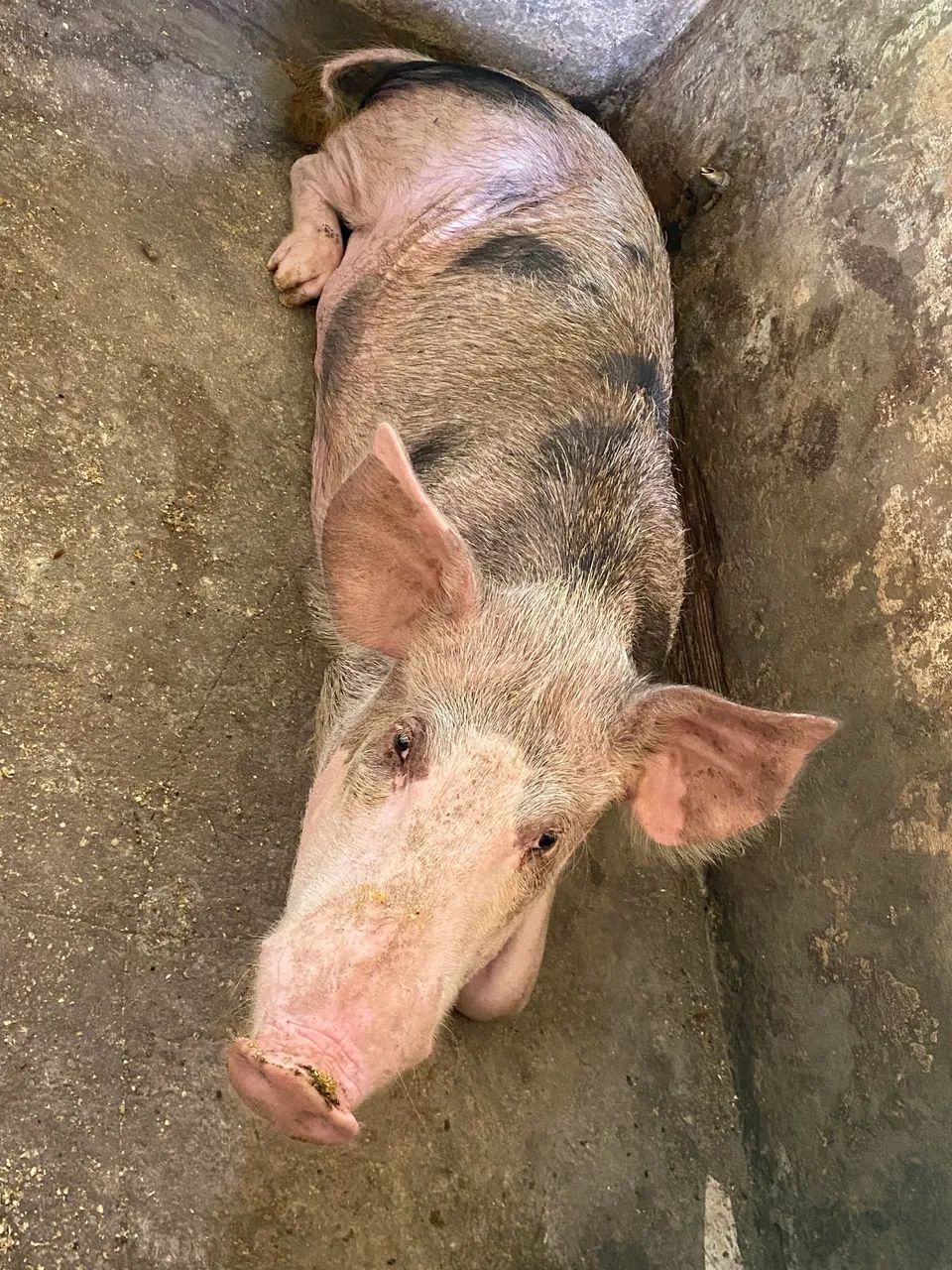 Porco  - Foto 3